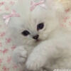 ilovebunnies909
